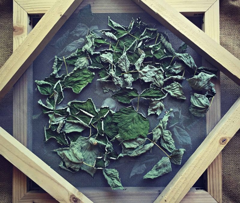 dried raspberry leaves