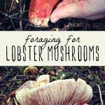 A lobster mushroom growing in the forest, and a woman's hand holding a foraged lobster mushroom.