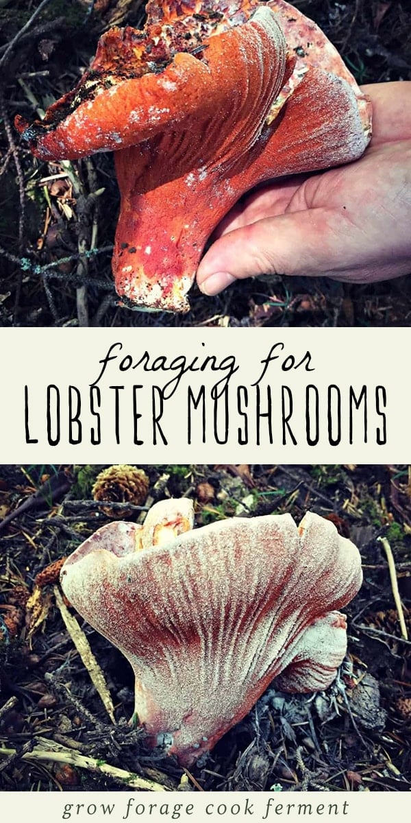 Mushroom hunting is fun, especially when you find edible ones! Foraging for lobster mushrooms is good for beginners because they are easy to identify. Learn everything you need to know about how to find, identify, and forage for lobster mushrooms! #forage #foraging #mushrooms #winter
