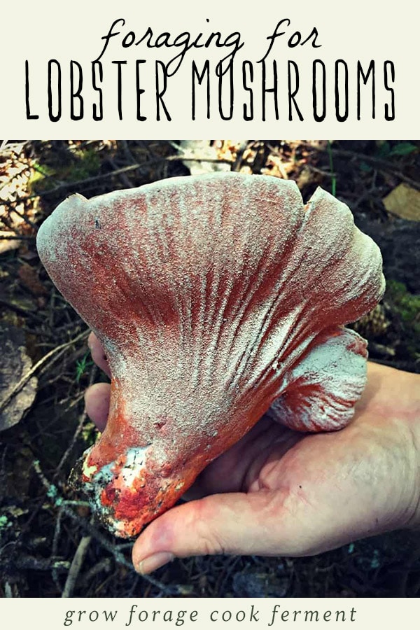 A woman holding a foraged lobster mushroom.