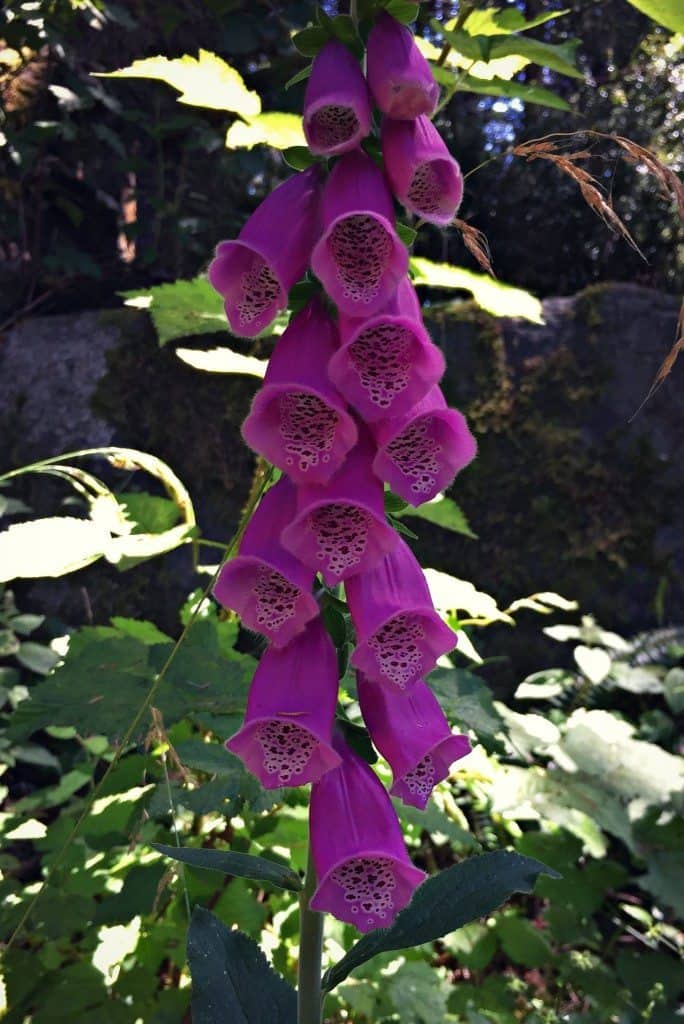 foxglove