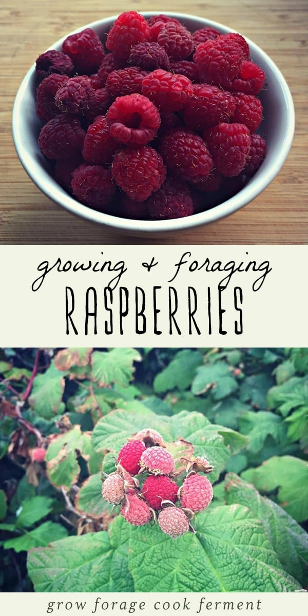 Did you know that you can use both raspberries and their leaves? Raspberries are an awesome edible and medicinal plant that is easy to grow and forage for! Learn everything you need to know about finding and foraging for raspberries, and what to do with their medicinal leaves. #foraging #wildcrafting #raspberries