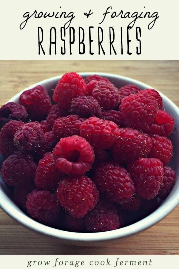 Did you know that you can use both raspberries and their leaves? Raspberries are an awesome edible and medicinal plant that is easy to grow and forage for! Learn everything you need to know about finding and foraging for raspberries, and what to do with their medicinal leaves. #foraging #wildcrafting #raspberries A bowl of fresh foraged raspberries.