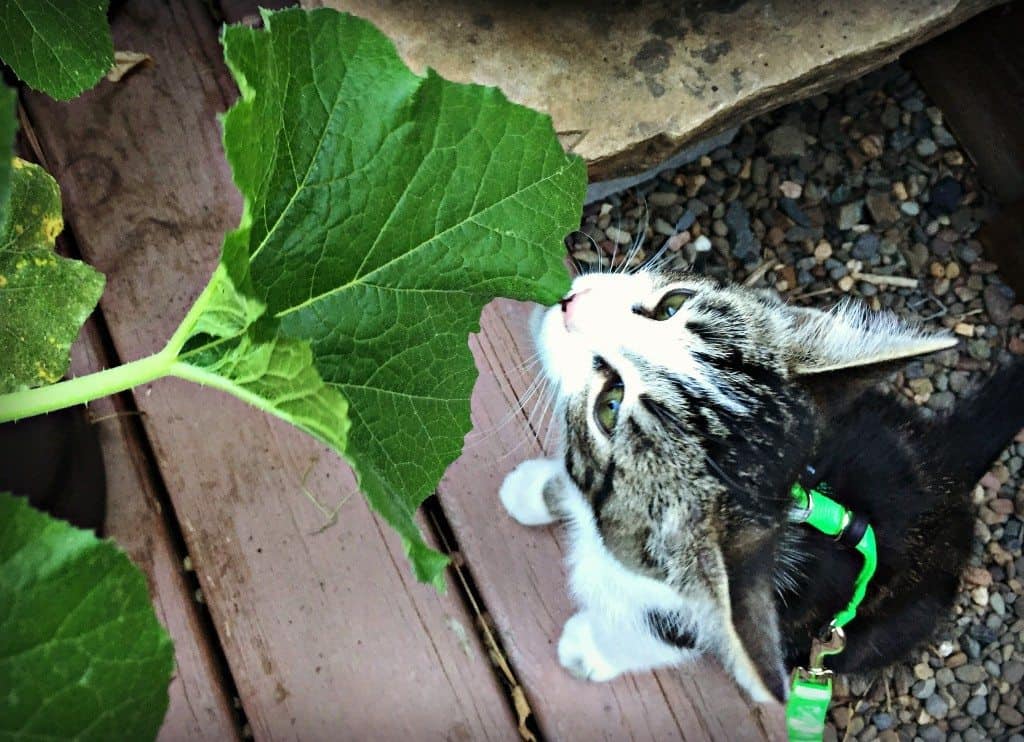 kitten and squash leaf
