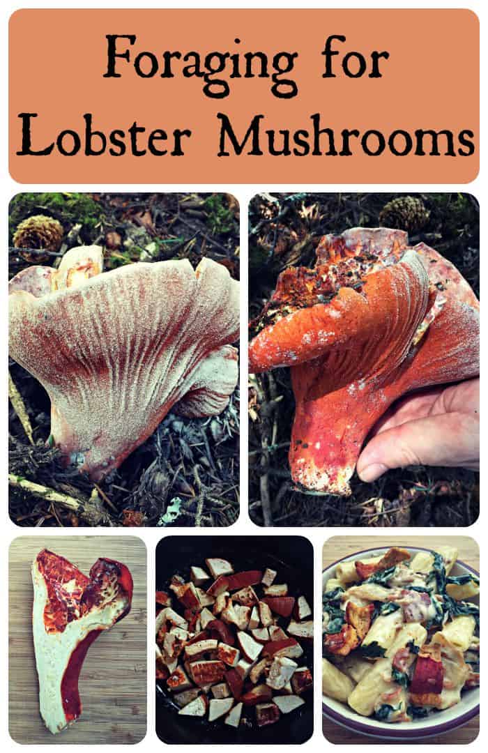 Foraging for Lobster Mushrooms