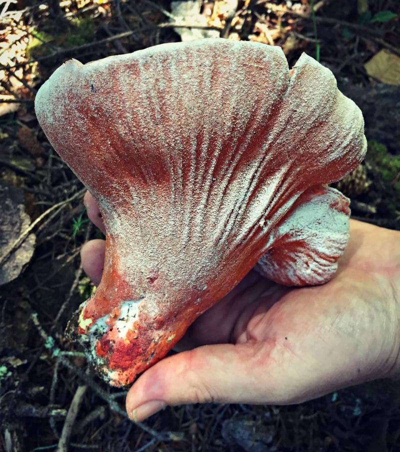 lobster mushroom in hand