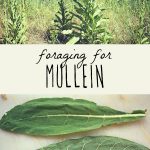 A mullein plant, and foraged mullein leaves on a wood background.