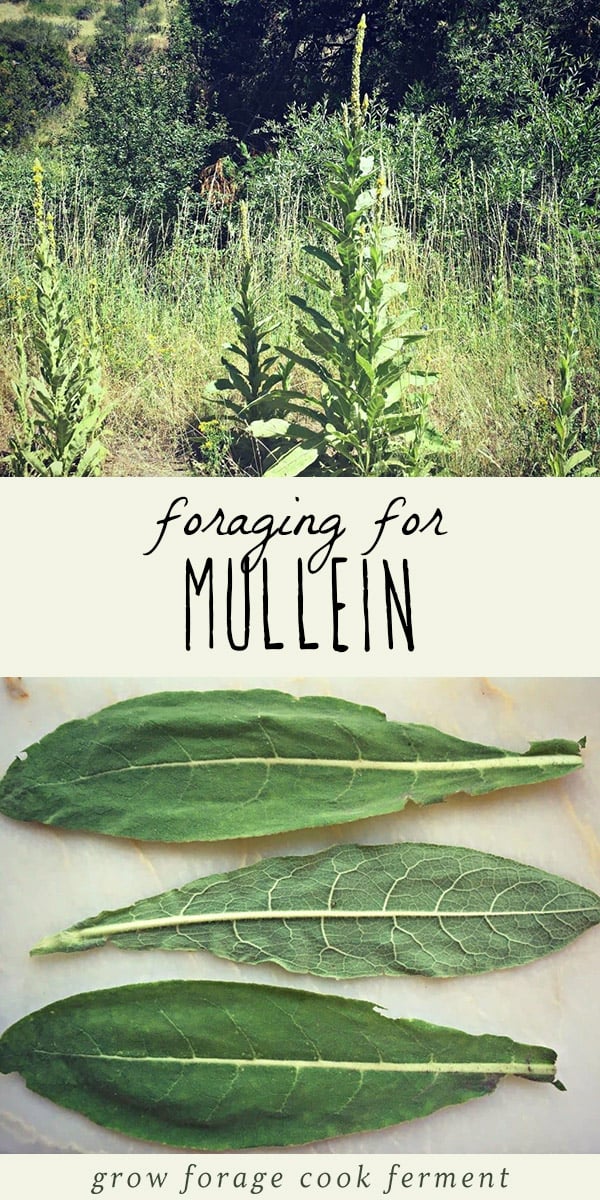 Mullein is one of the most recognizable, medicinal and useful plants, and foraging for mullein is easy and fun! Learn how to identify and forage for mullein, along with its many herbal medicine and natural benefits. #foraging #wildcrafting #herbalism
