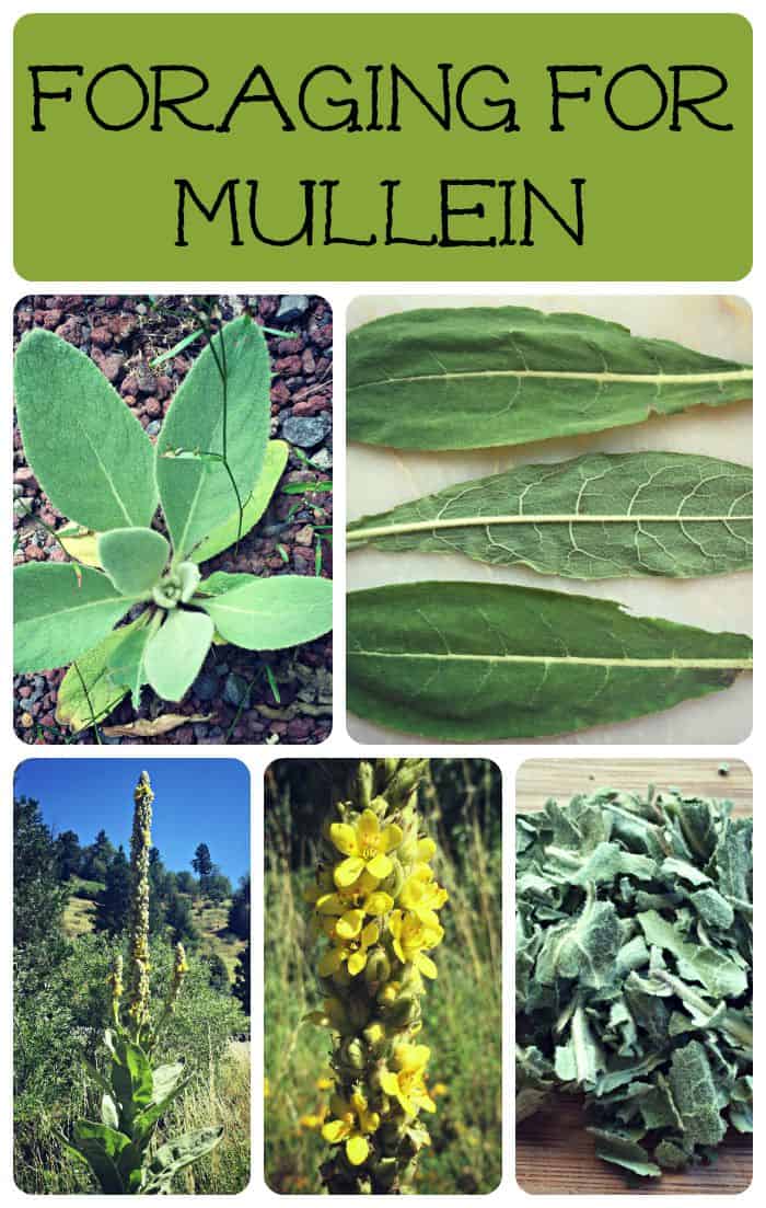 Foraging for Mullein