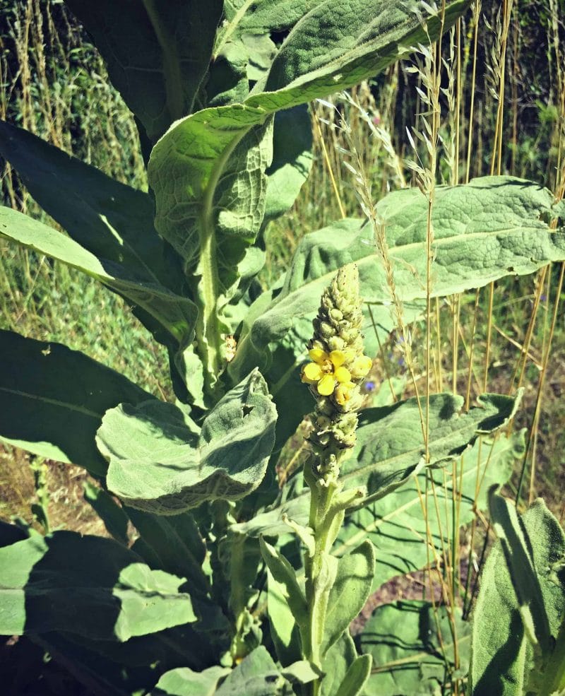 mullien flower and leaves