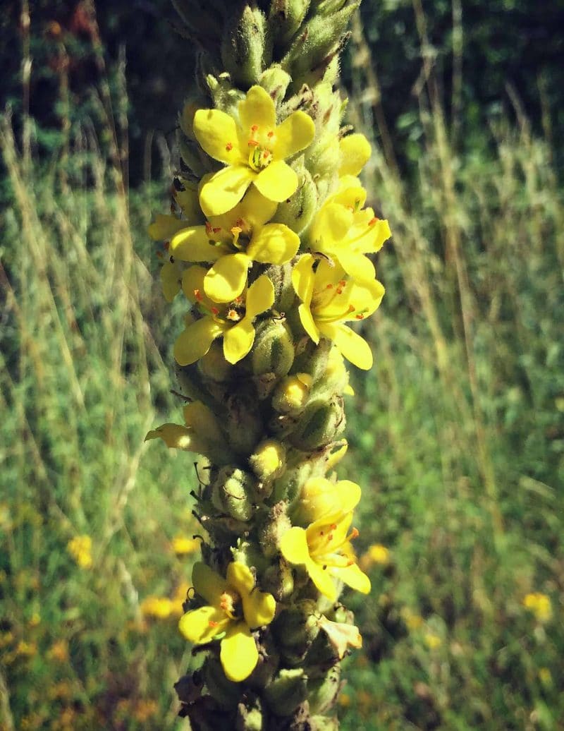 mullien flowers