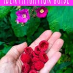 raspberry identification guide