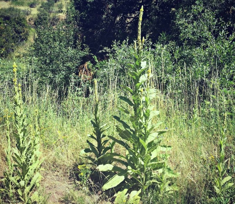 tall mullien patch