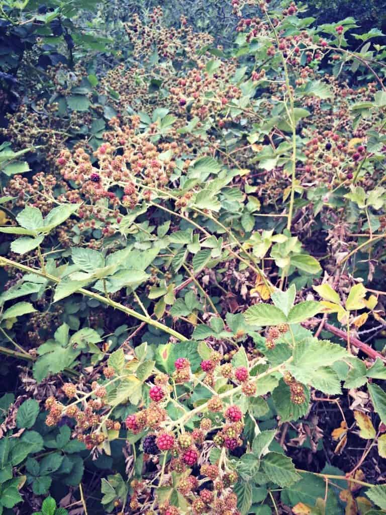 unripe blackberries