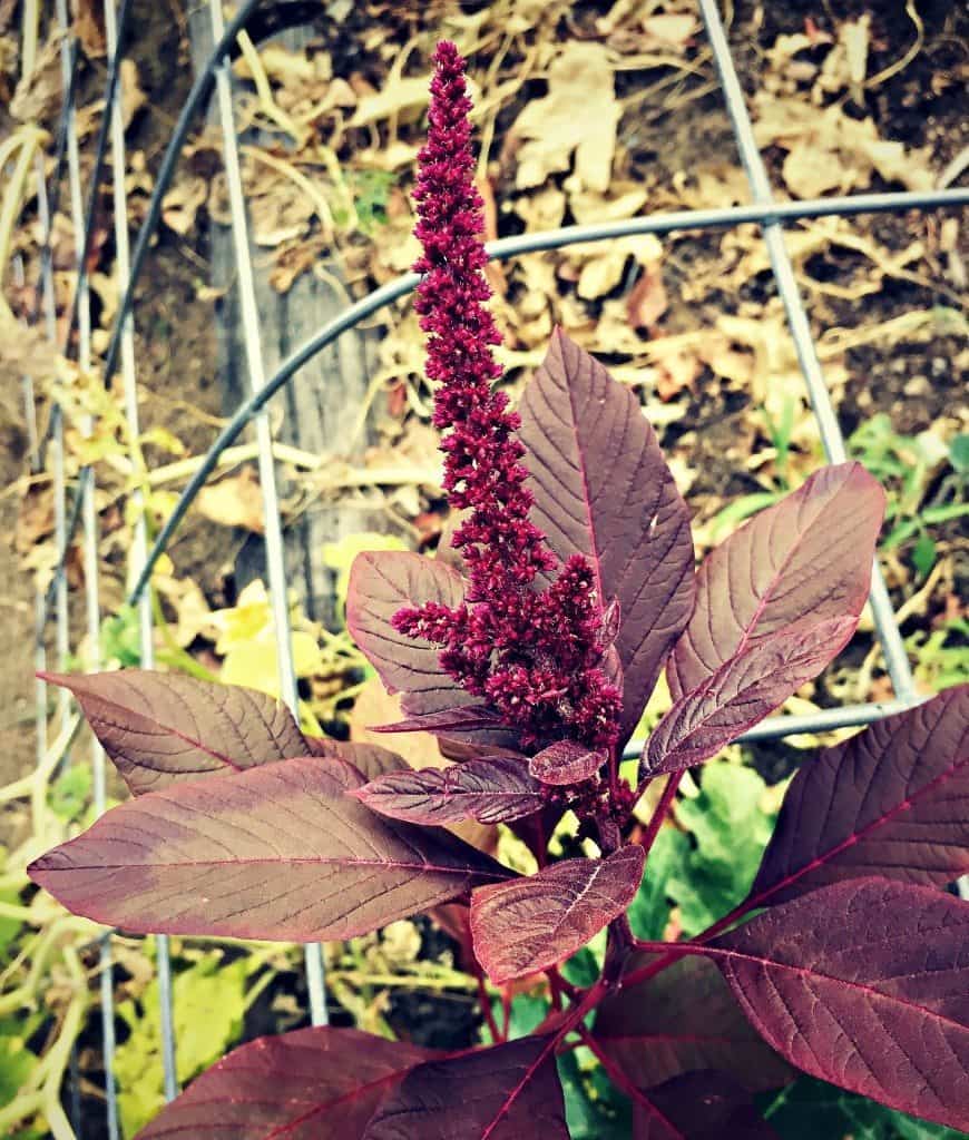 amaranth flower