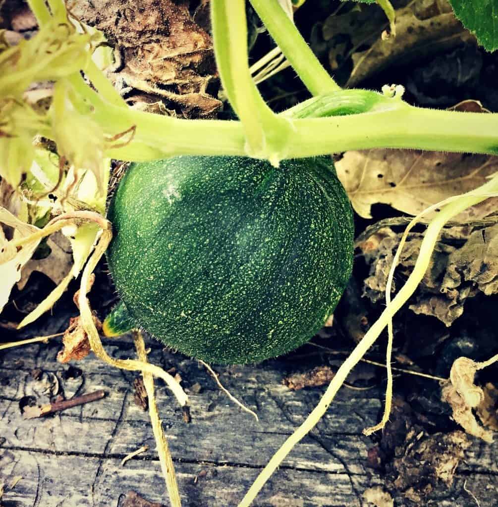 baby acorn squash