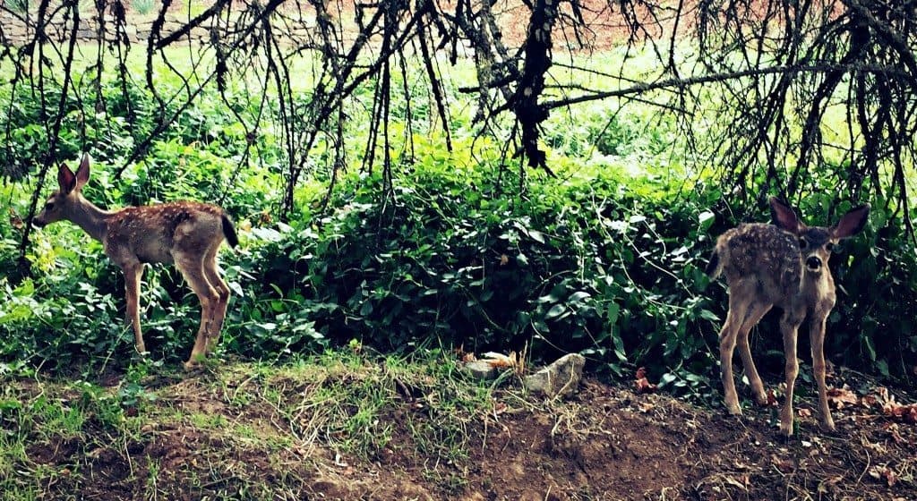 baby deer