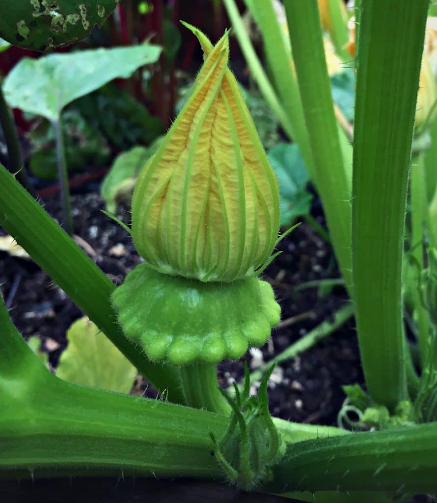 baby pattypan