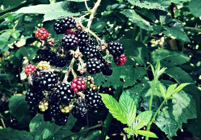 Foraging for Blackberries