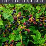 blackberry identification guide
