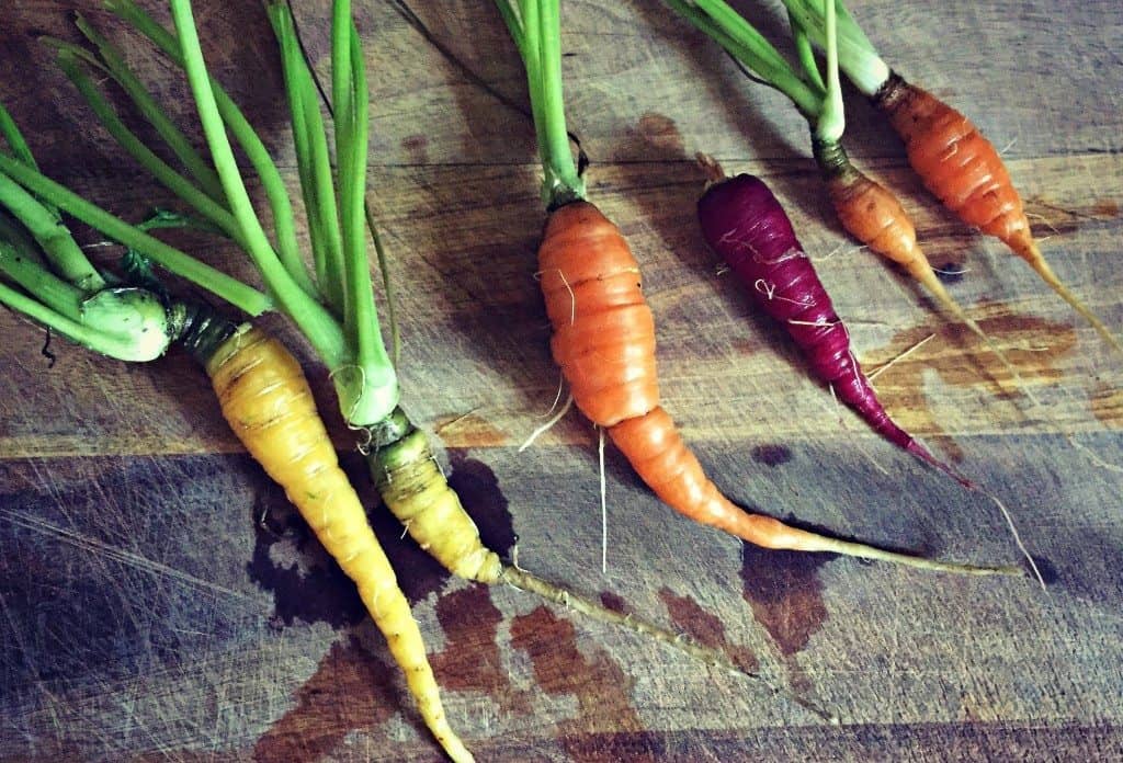 carrot harvest