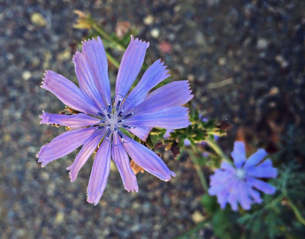 chicory flower