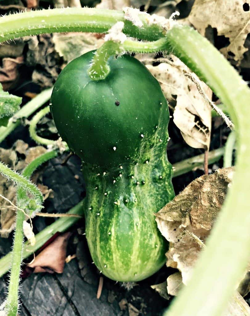 cucumber