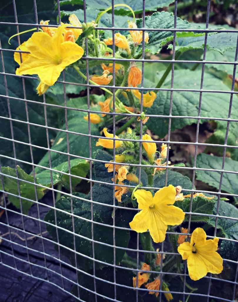 cucumber flowers