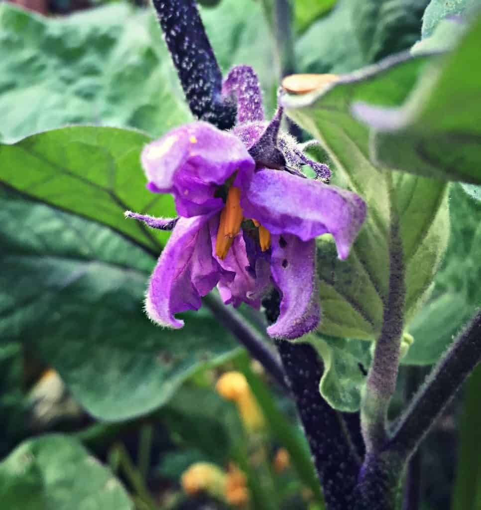 eggplant flower