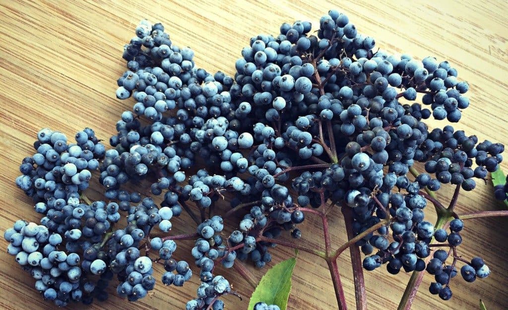 blue elderberries close up