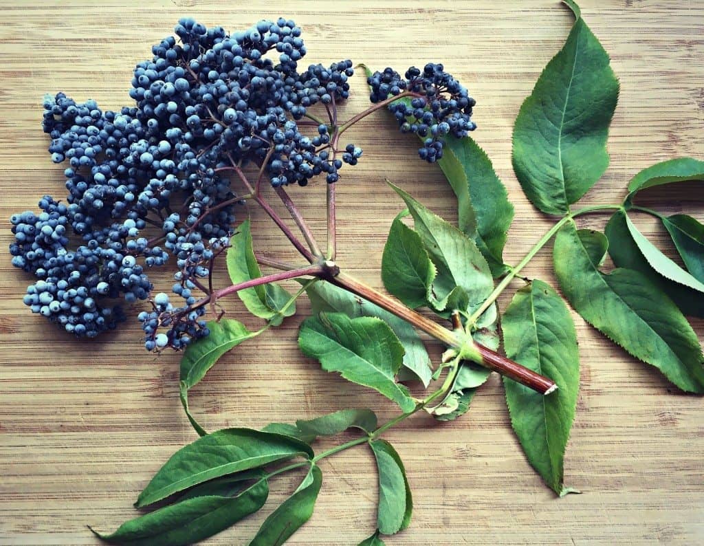 a cluster of blue elderberries with leaves