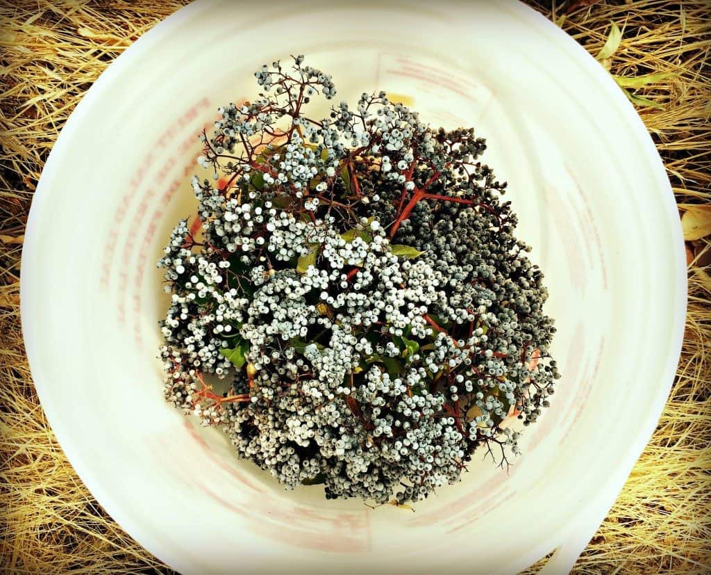 elderberry bucket