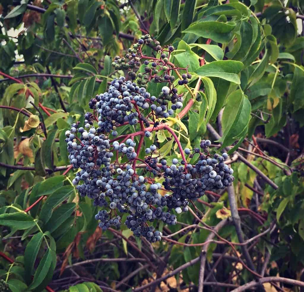 blue elderberry cluster