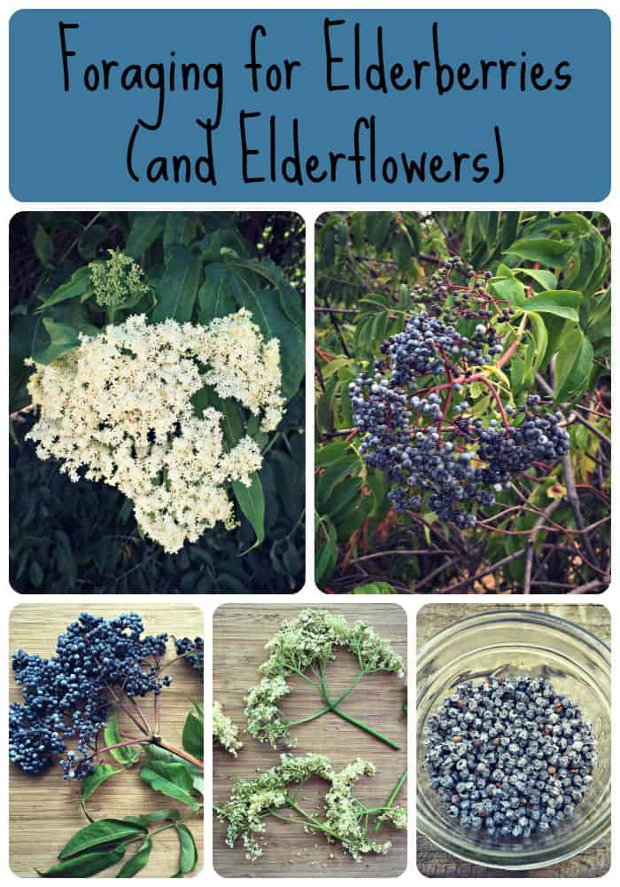 Foraging for Elderberries