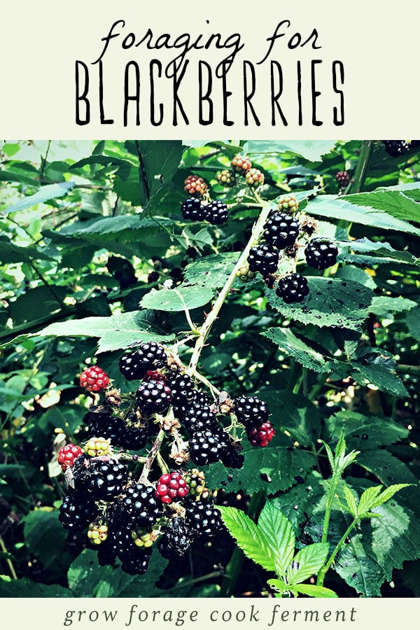 Blackberries growing on a bush - tips on how to forage for blackberries!