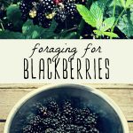 A bowl of foraged blackberries and blackberries growing on a bush.
