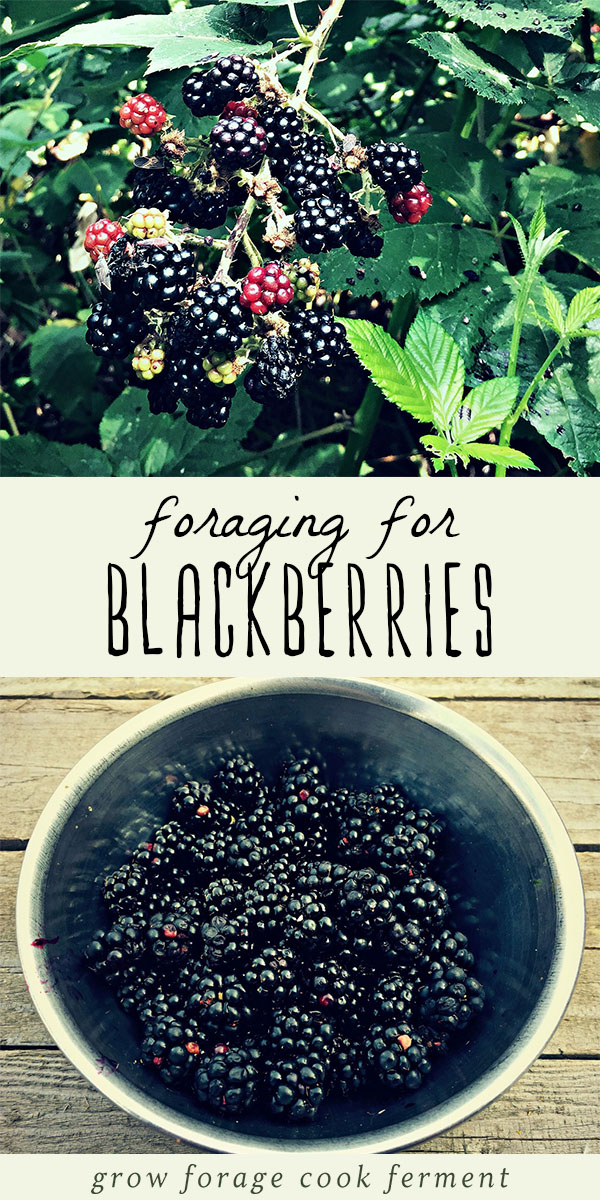 Blackberries are the quintessential summer foraging food, and they are the gateway to all sorts of wild food harvesting! Wild blackberries are easy to identify, easy to collect, and even easier to eat! But did you know their leaves are also medicinal? Click through for my best tips on how to forage for blackberries, what to look out for, their medicinal properties, recipes, and more! #blackberries #foraged #foraged #howtoforage #wildcrafting #summer #summerforaging #foragedfood