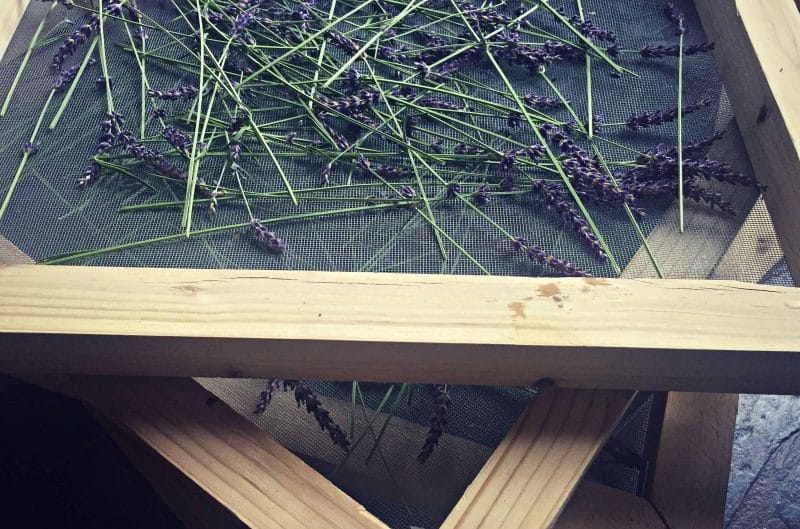 herb screens lavender