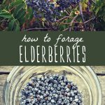 An elderberry bush, and a bowl of foraged elderberries.