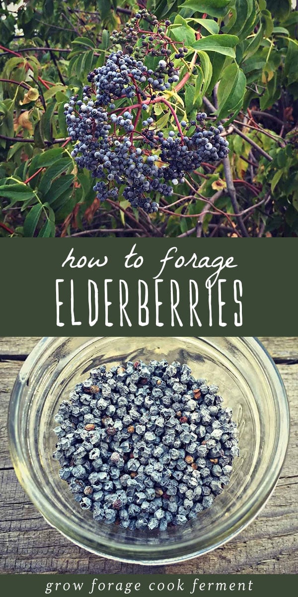 Elderberries (and elderflowers) are a wonderful edible and medicinal plant with many healing properties, uses, and benefits. They're an easy plan to identify and forage for. Learn all about foraging for elderberries and elderflowers, as well as their uses and properties in your herbalism and herbal medicine practice. #forage #foraging #elderberries #herbalism #herbalmedicine