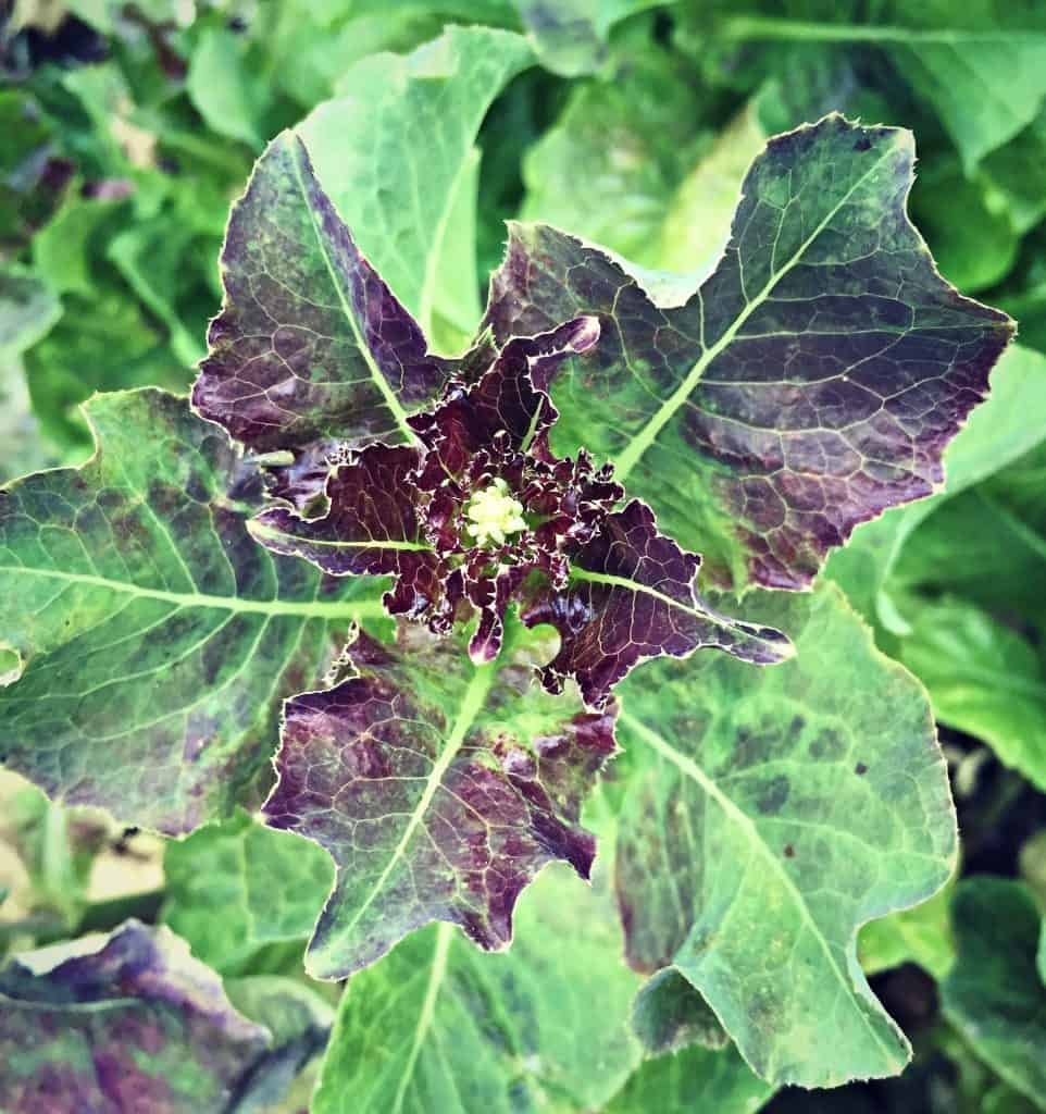 lettuce flower