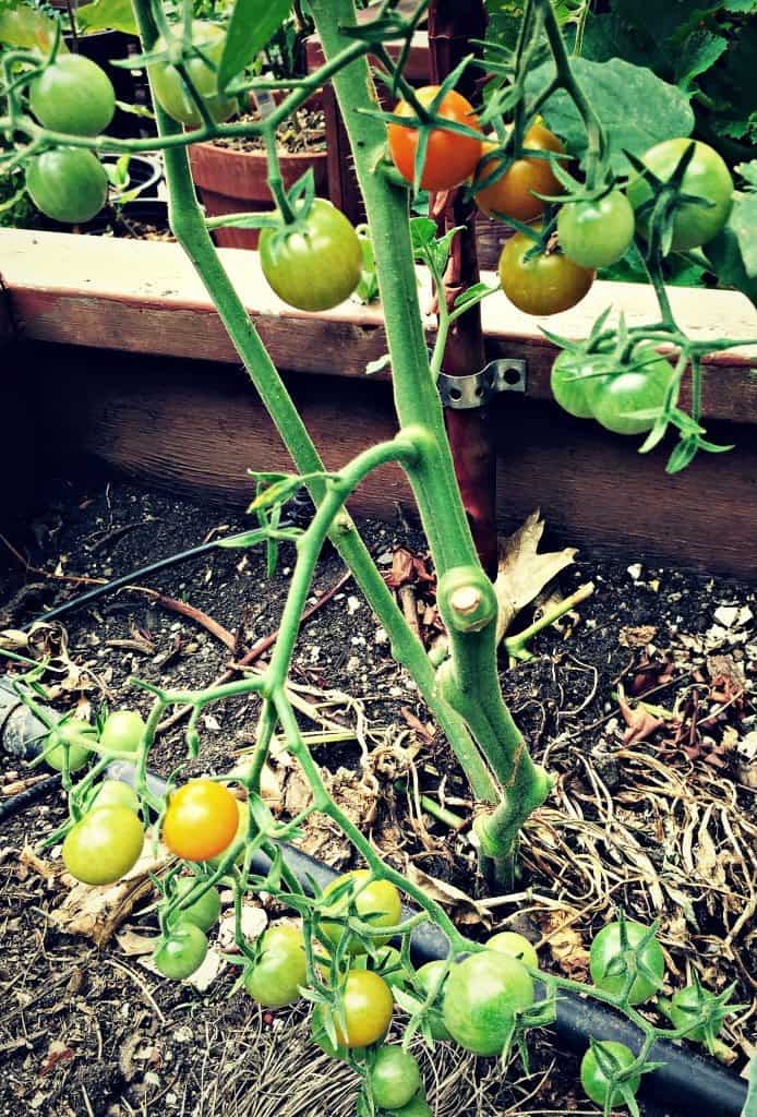 orange cherry tomatoes