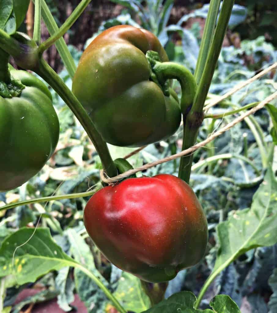 peppers turning red