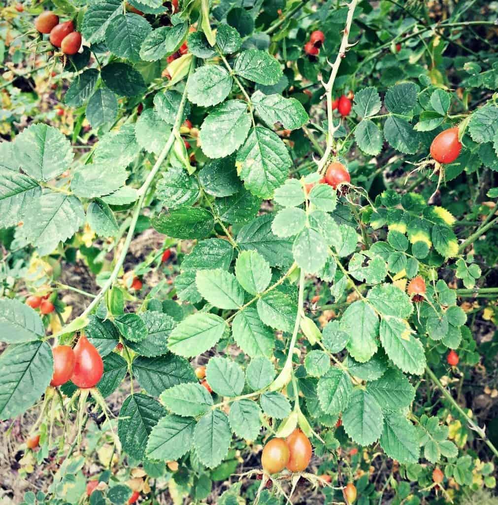 rosehips