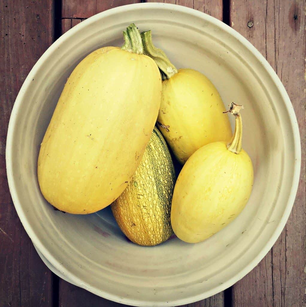 spaghetti squash