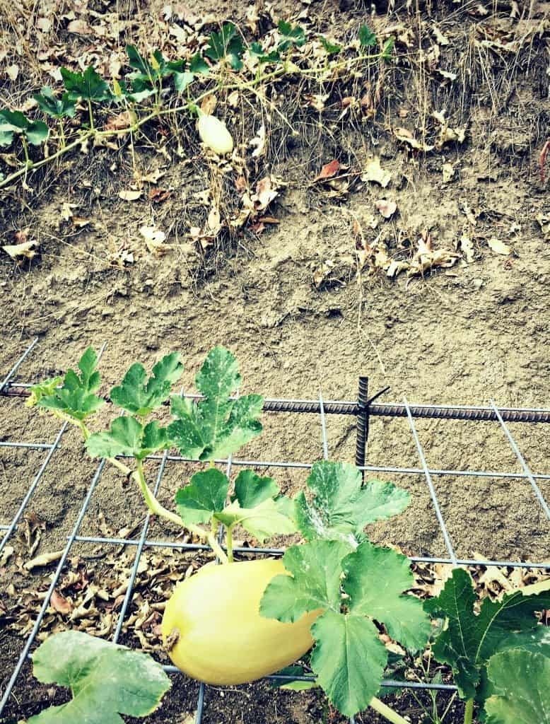 squash on hill