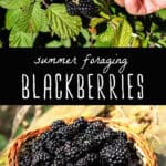summer foraging blackberries