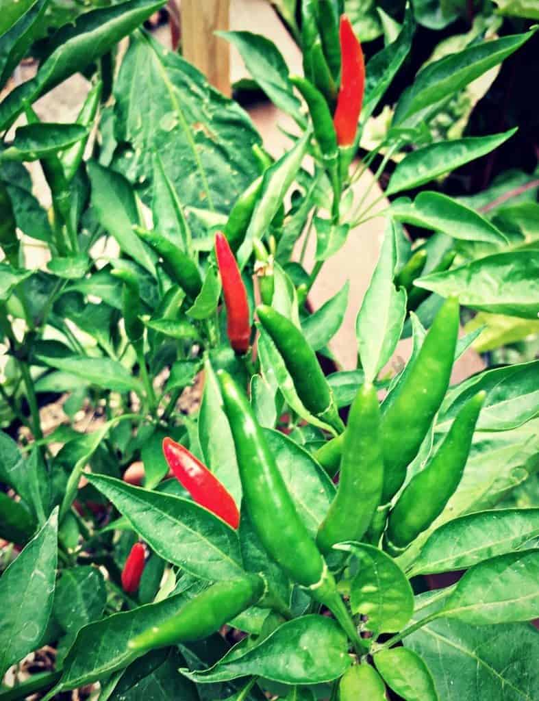 thai hot peppers