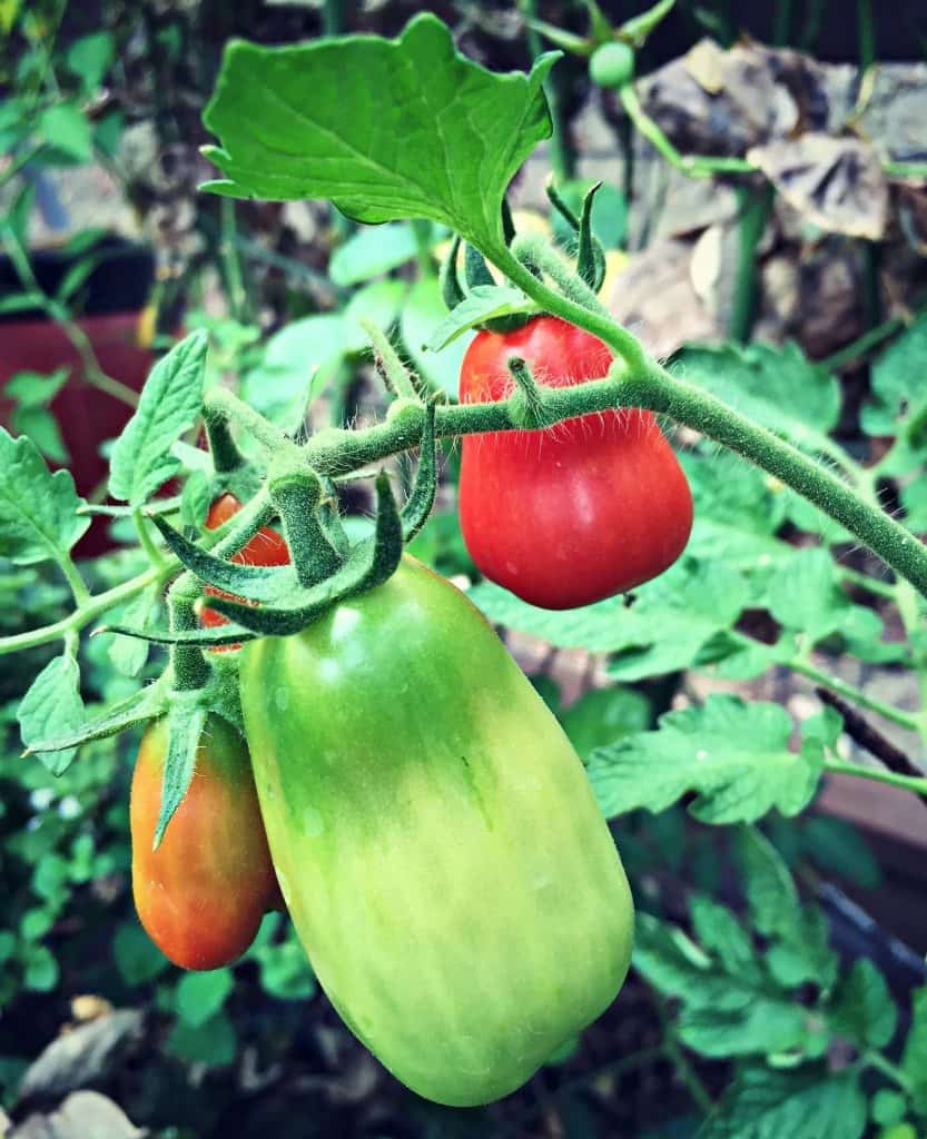 tomatoes turning red