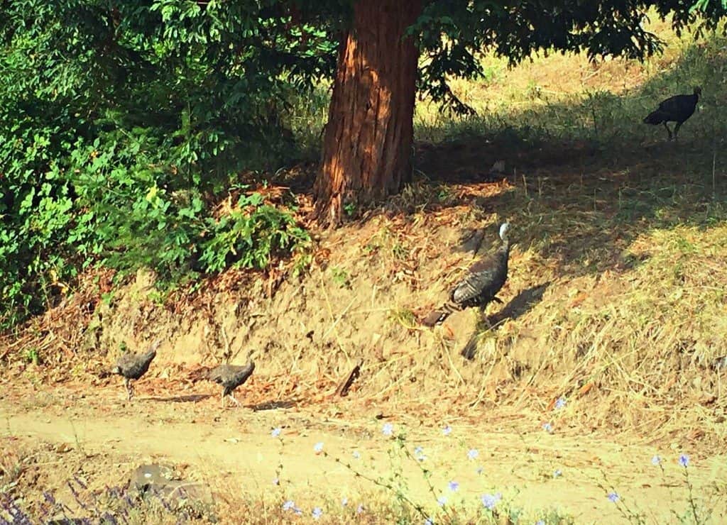 wild turkeys